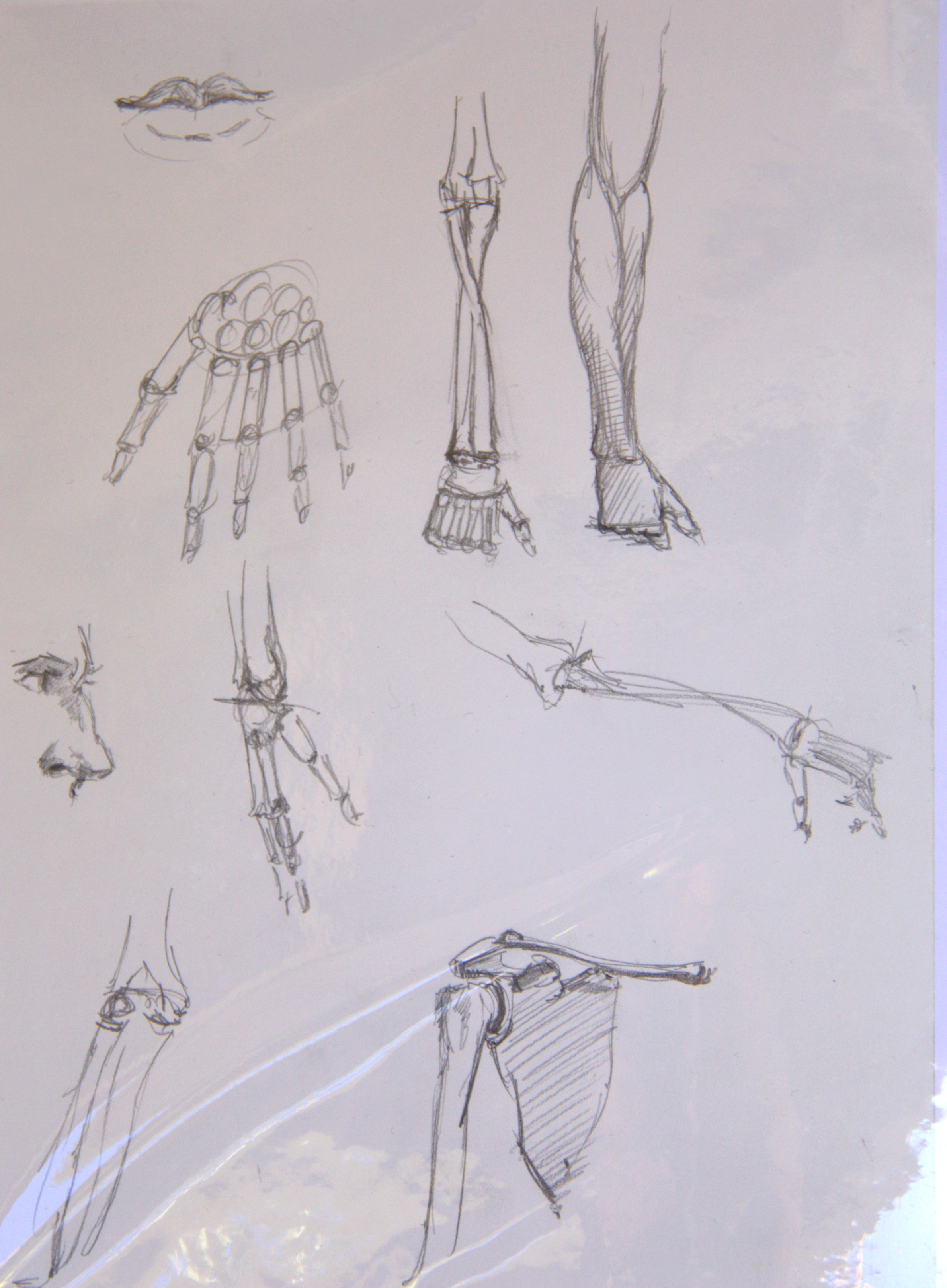 Anatomical Studies of Hands and Joints