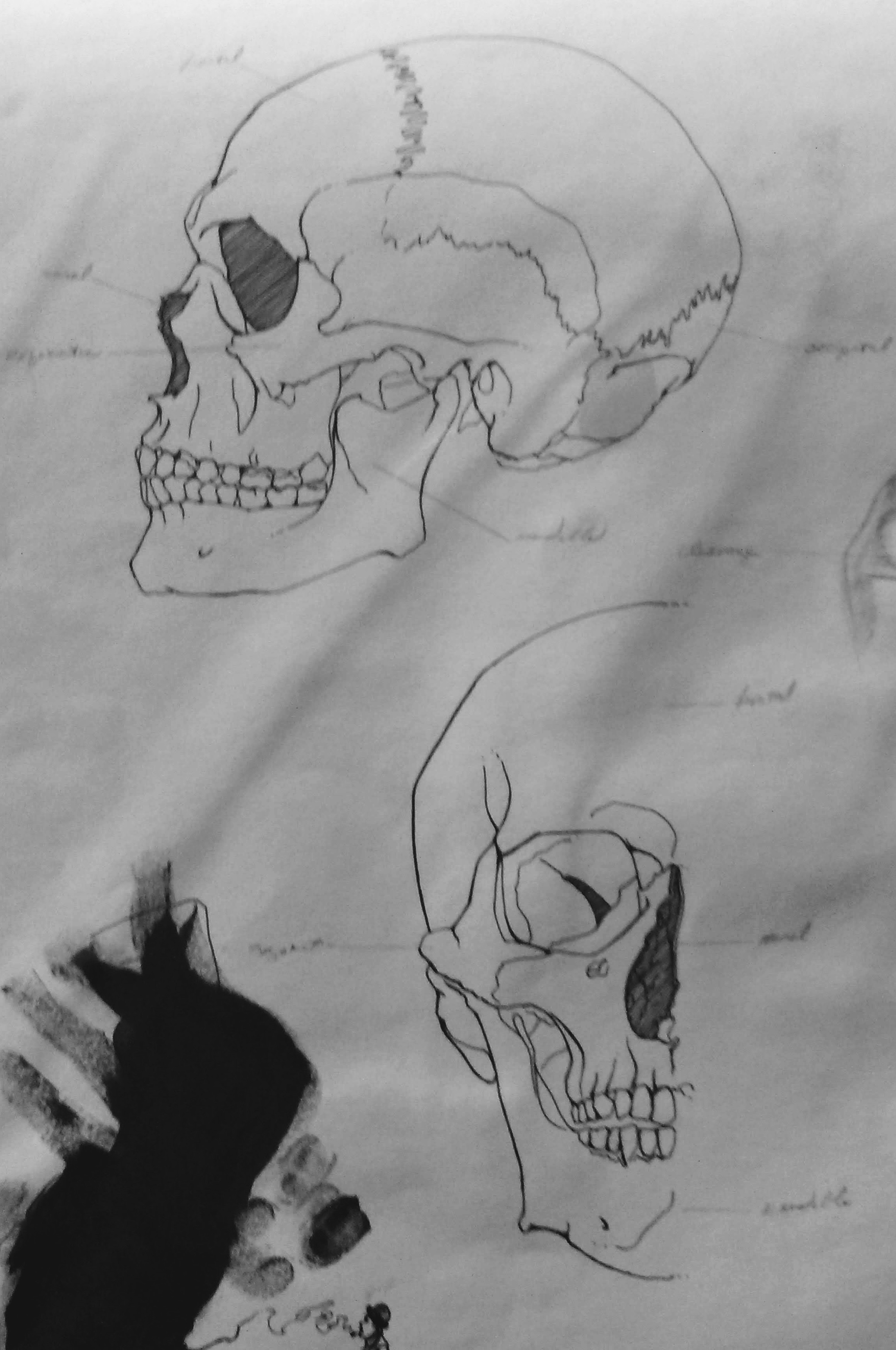 Anatomical Studies of Skulls