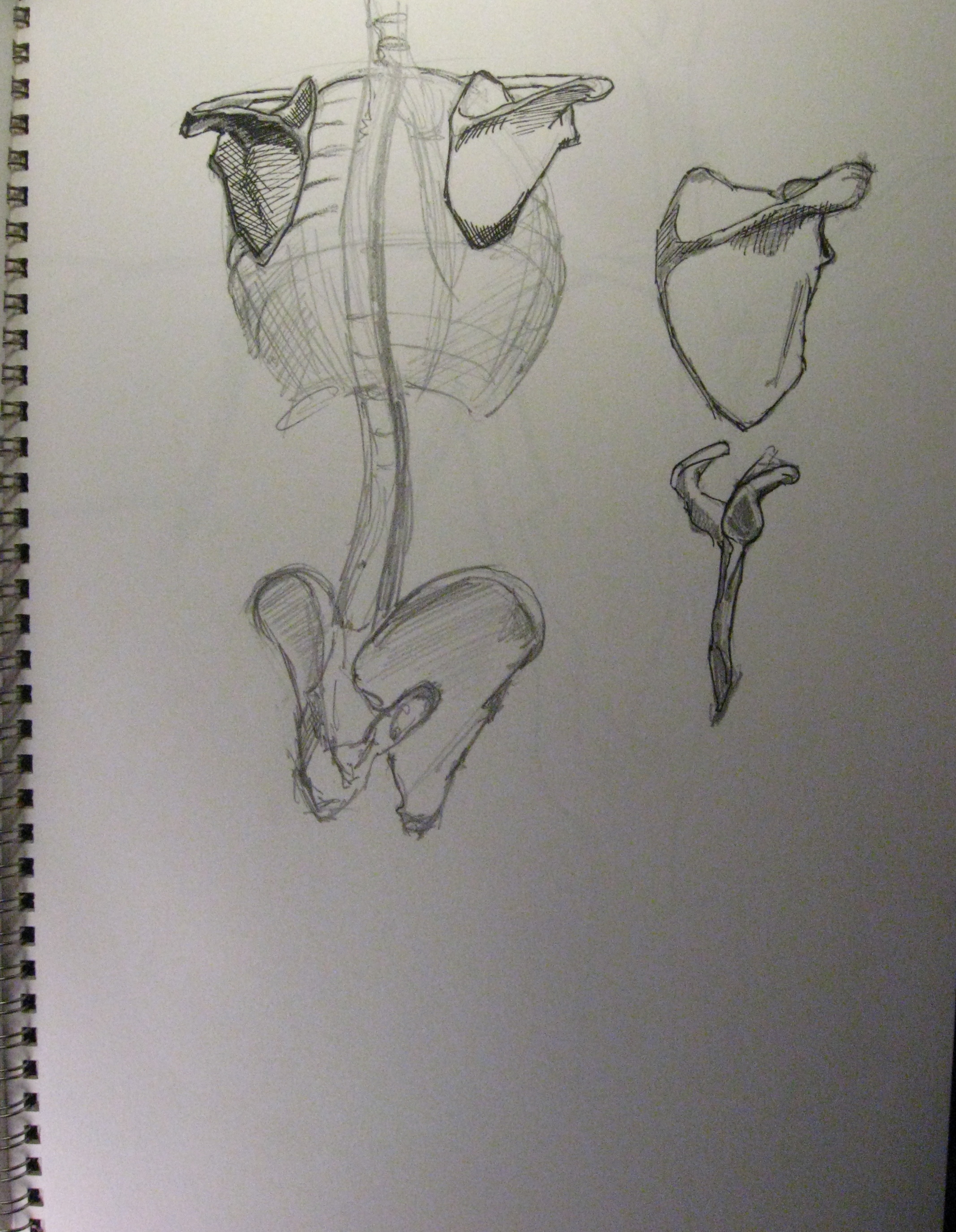 Anatomical Studies of Torso and Pelvis