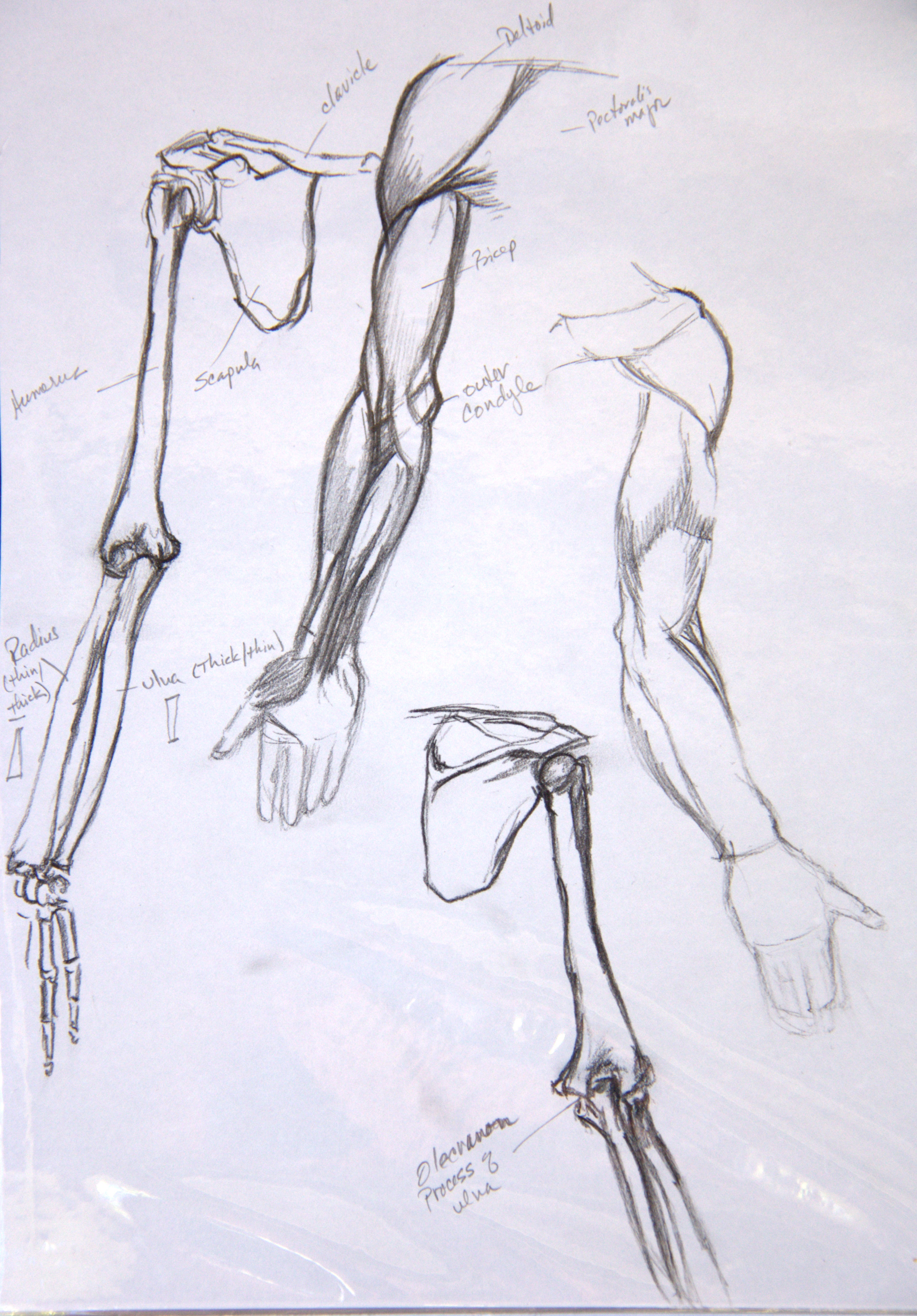 Anatomical Study of the Arm