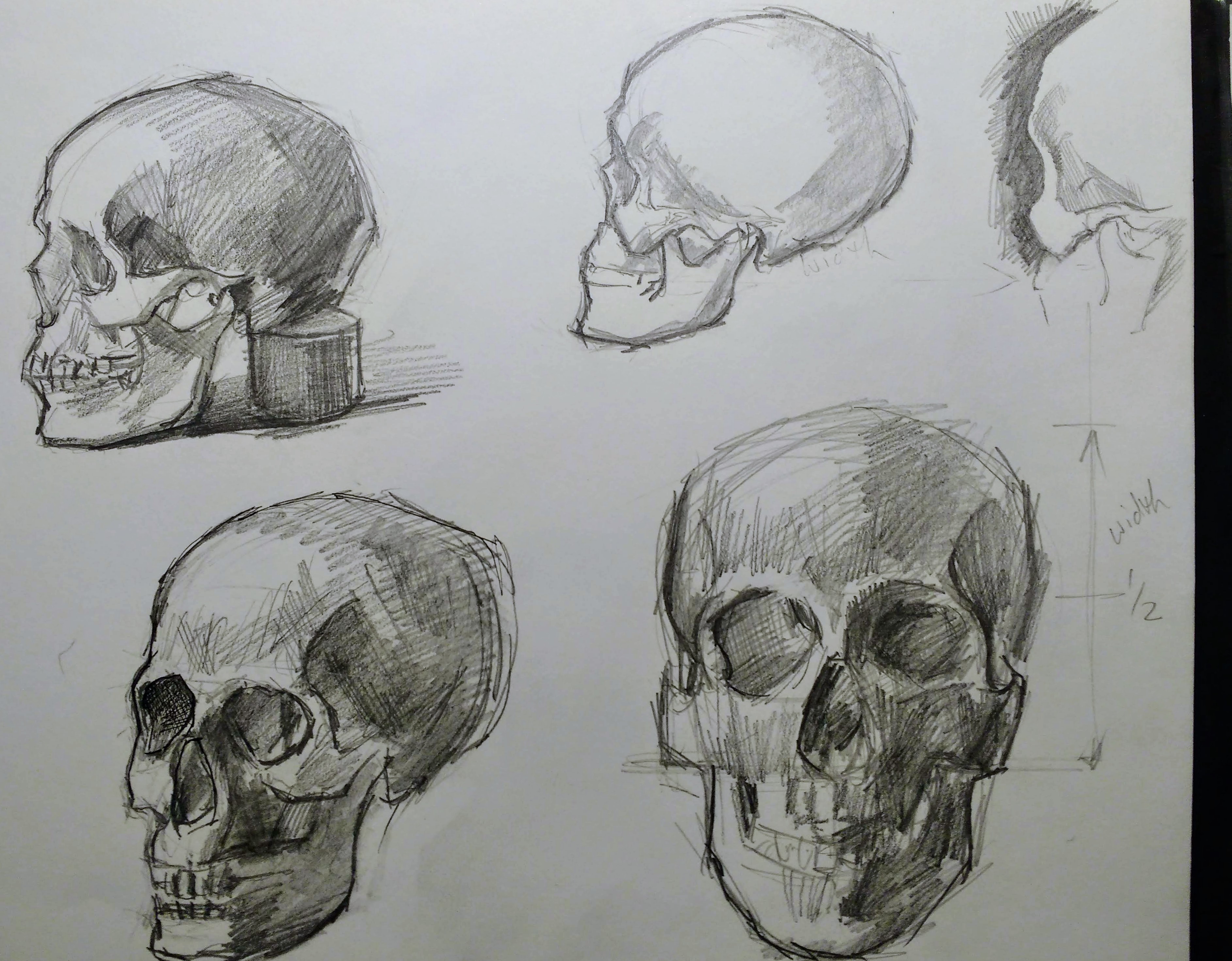Studies of the Skull