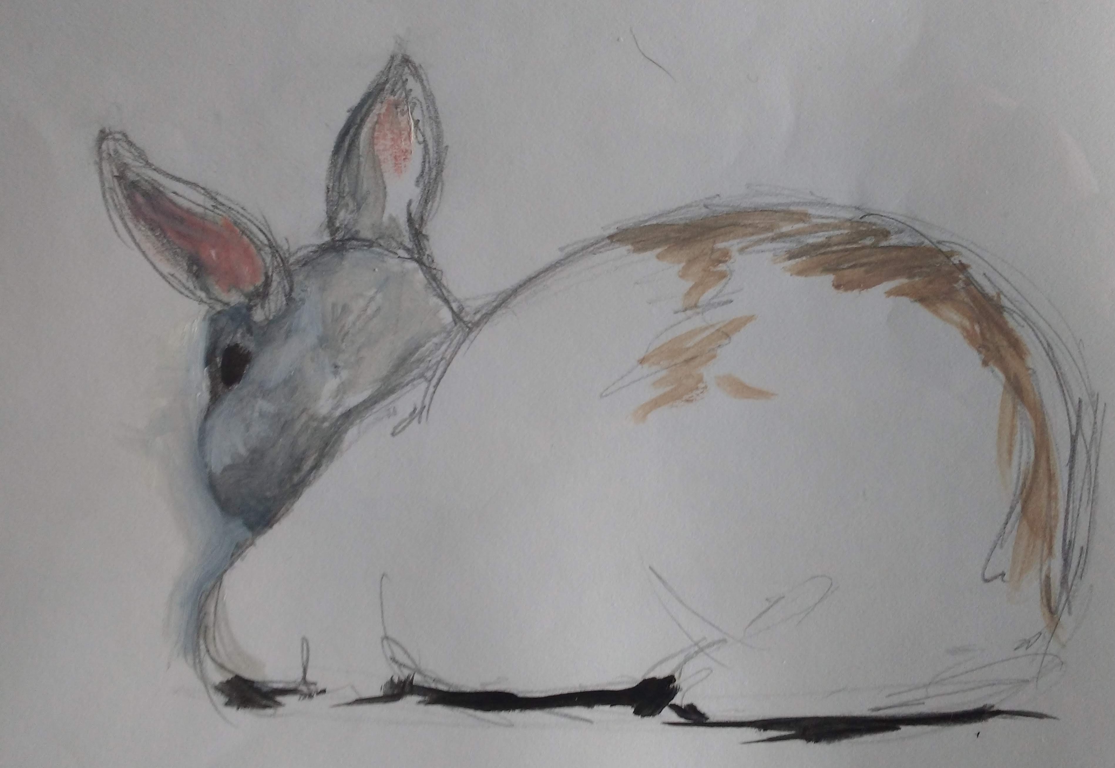 Bunny