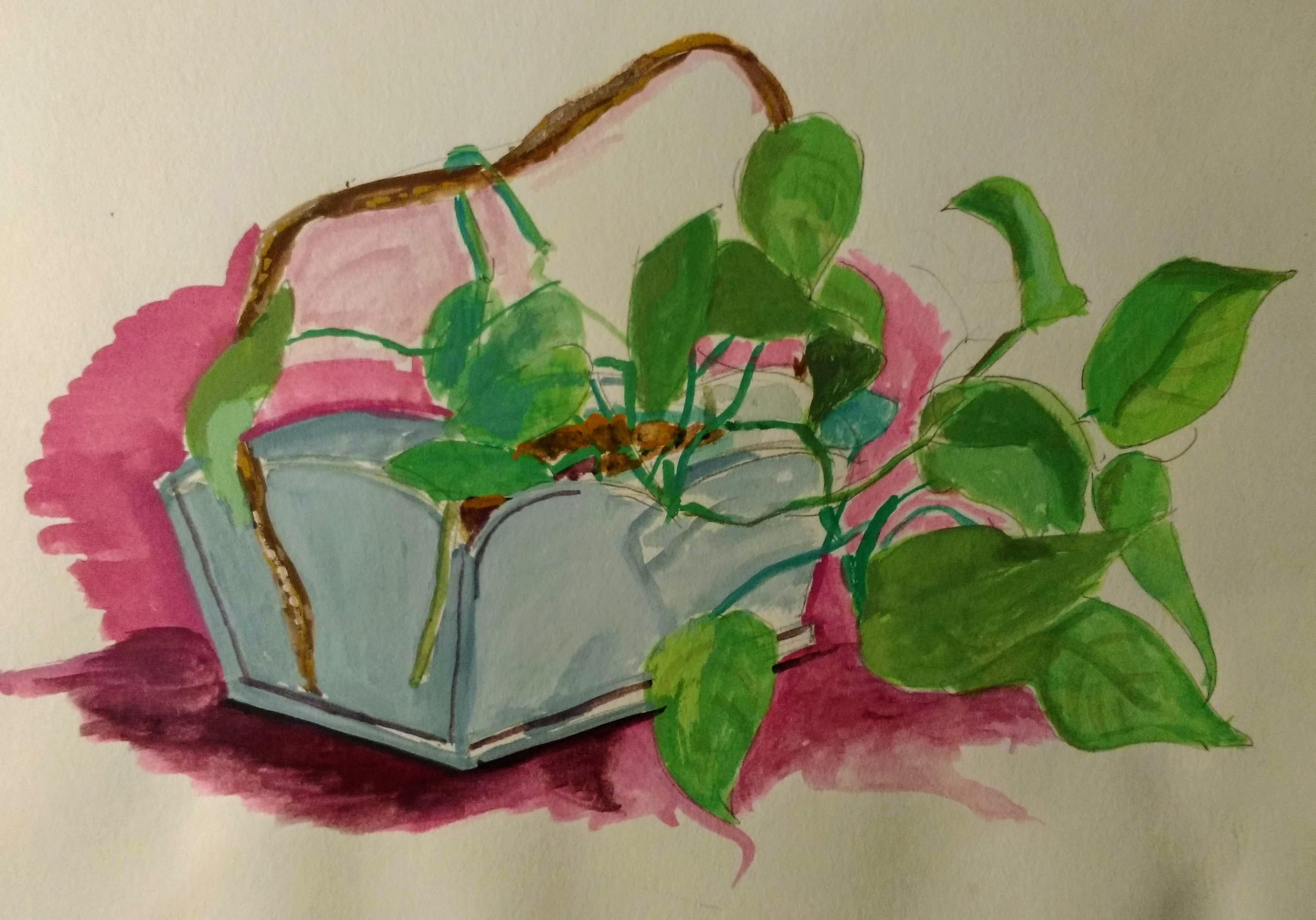 Snake Plant in Corner