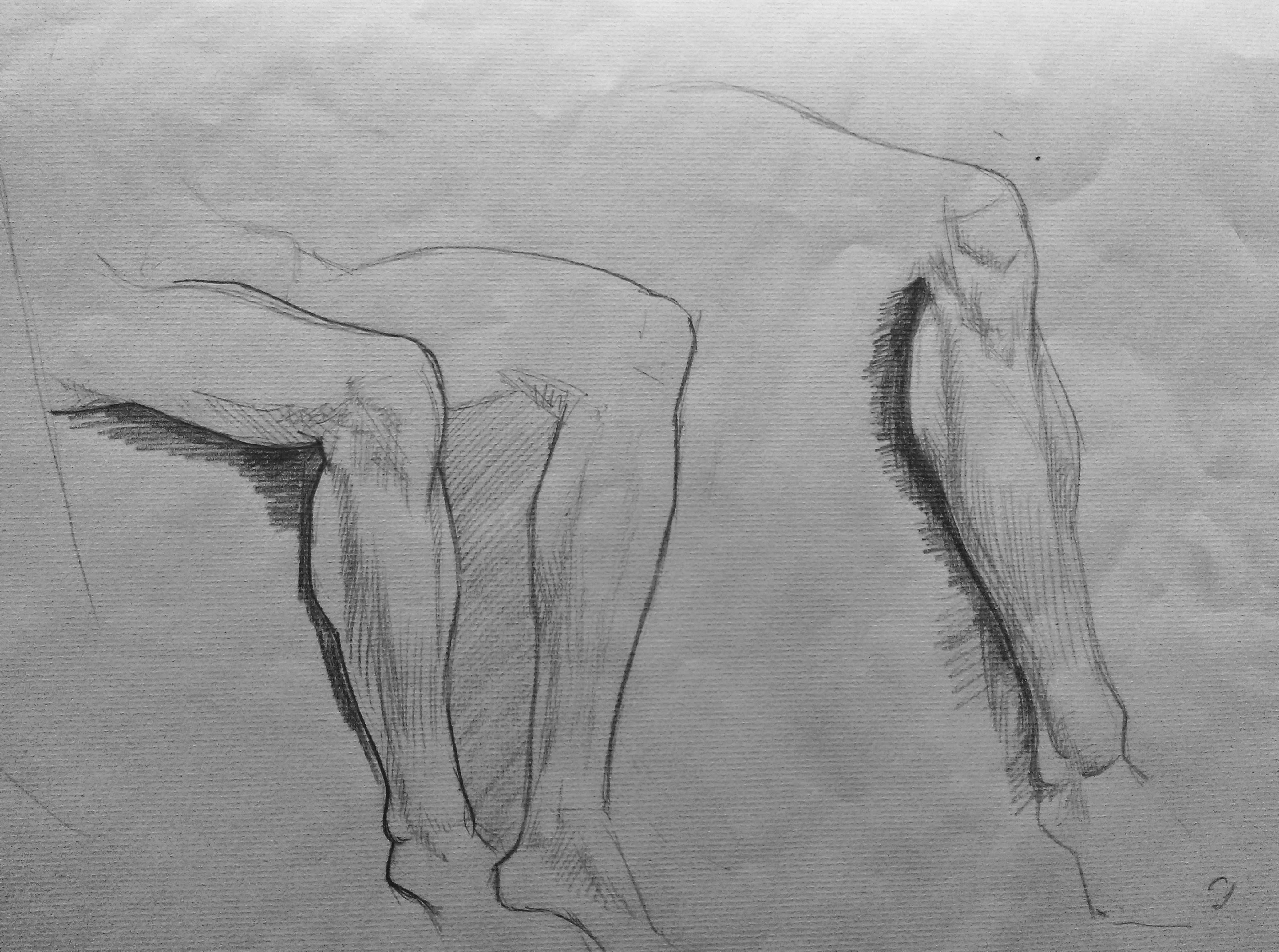 Anatomical Studies of Legs